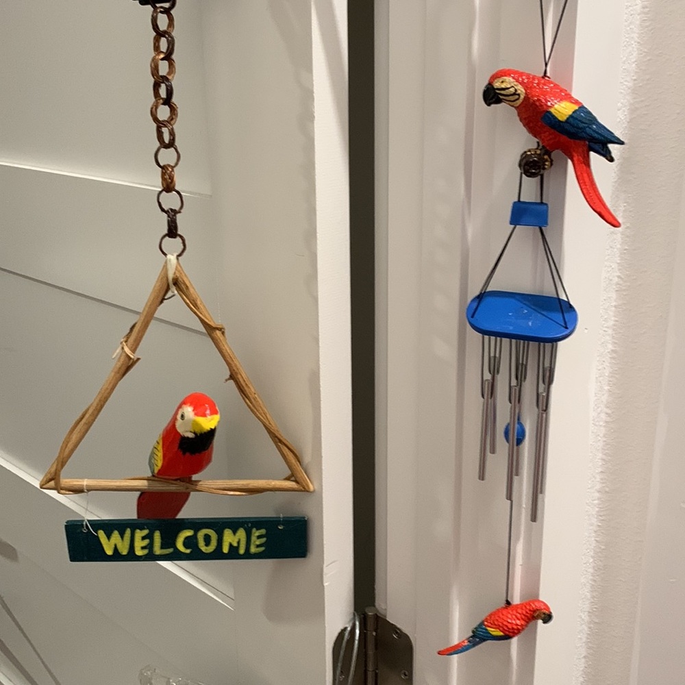 Parrots 🦜 - Picture 6 of 11
